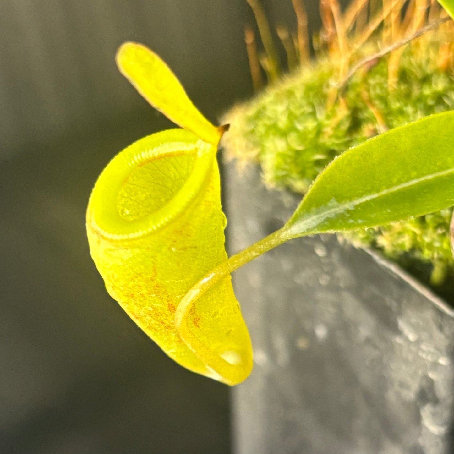 Nepenthes jamban x dubia