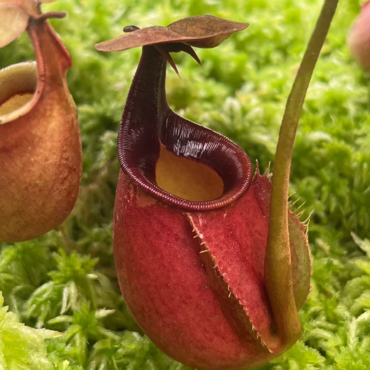 Nepenthes bicalcarata