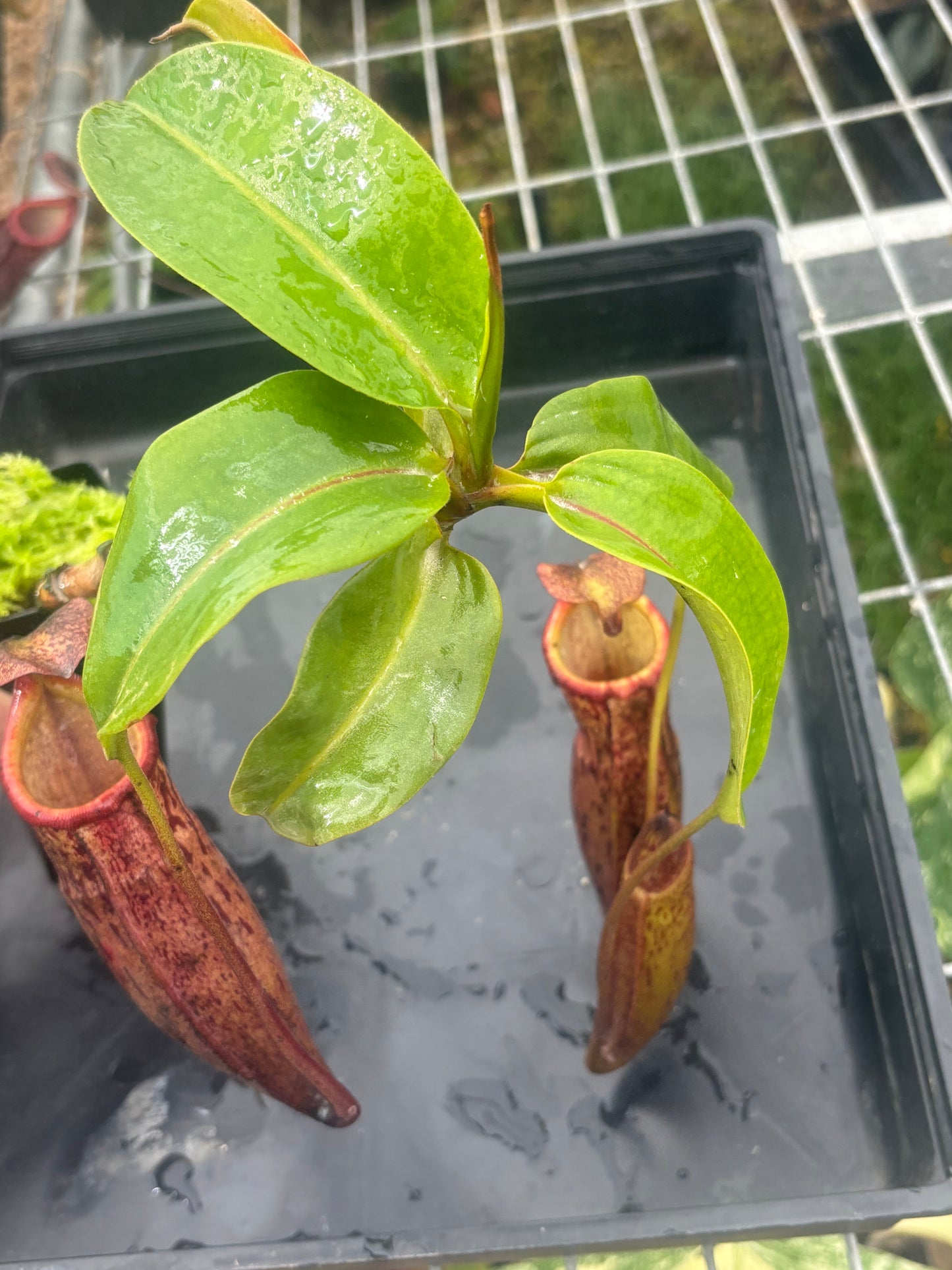 Nepenthes boschiana x mira