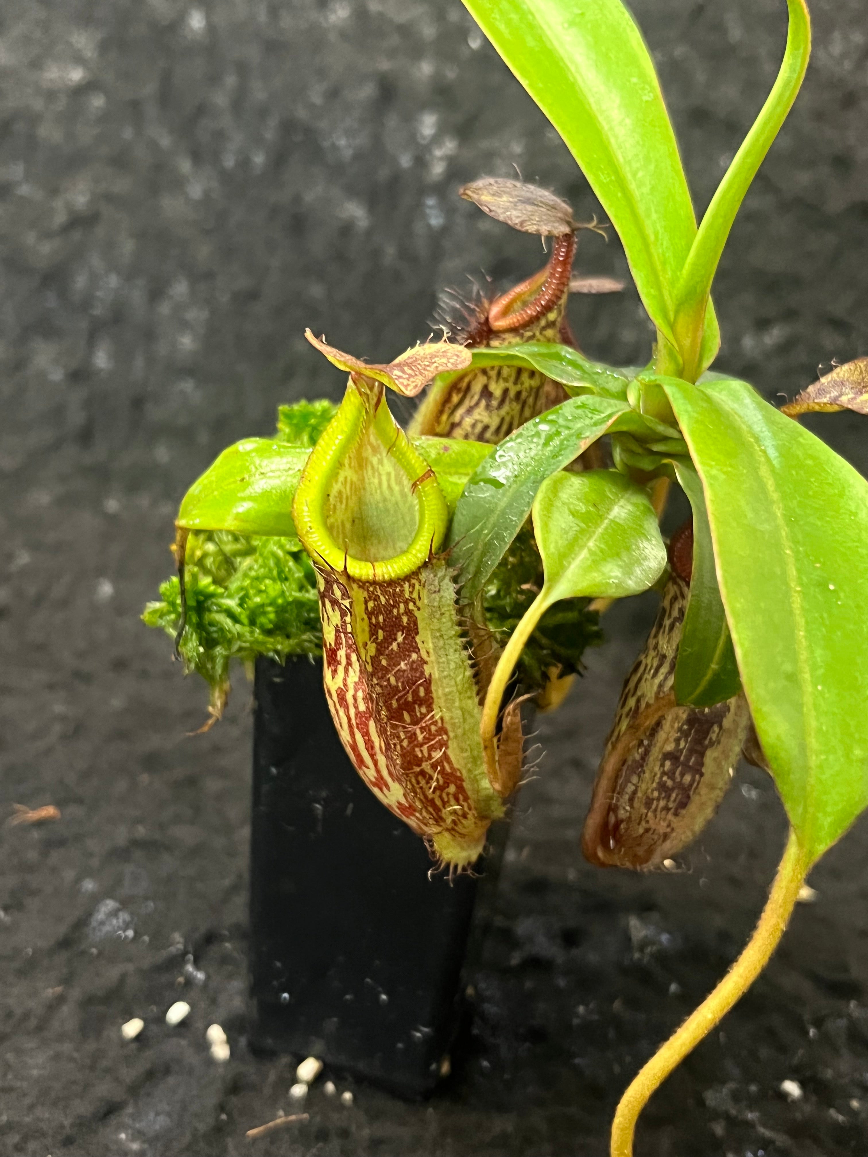 Nepenthes spectabilis x hamata BE-3871 – Pitcher N' Moss