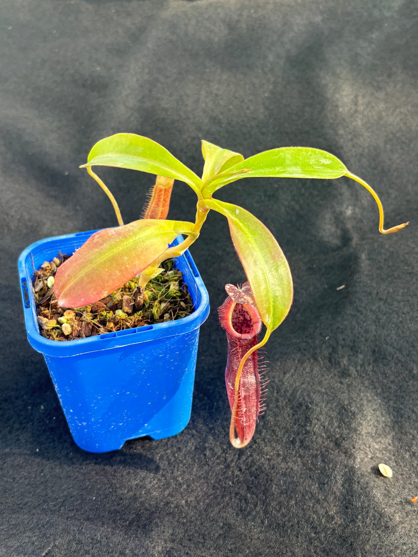 Nepenthes singalana x (burbidgeae x edwardsiana) BE-3984