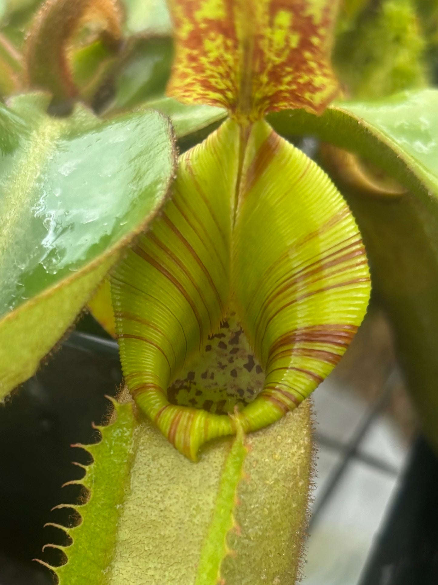 Nepenthes veitchii (Stirped peristome)