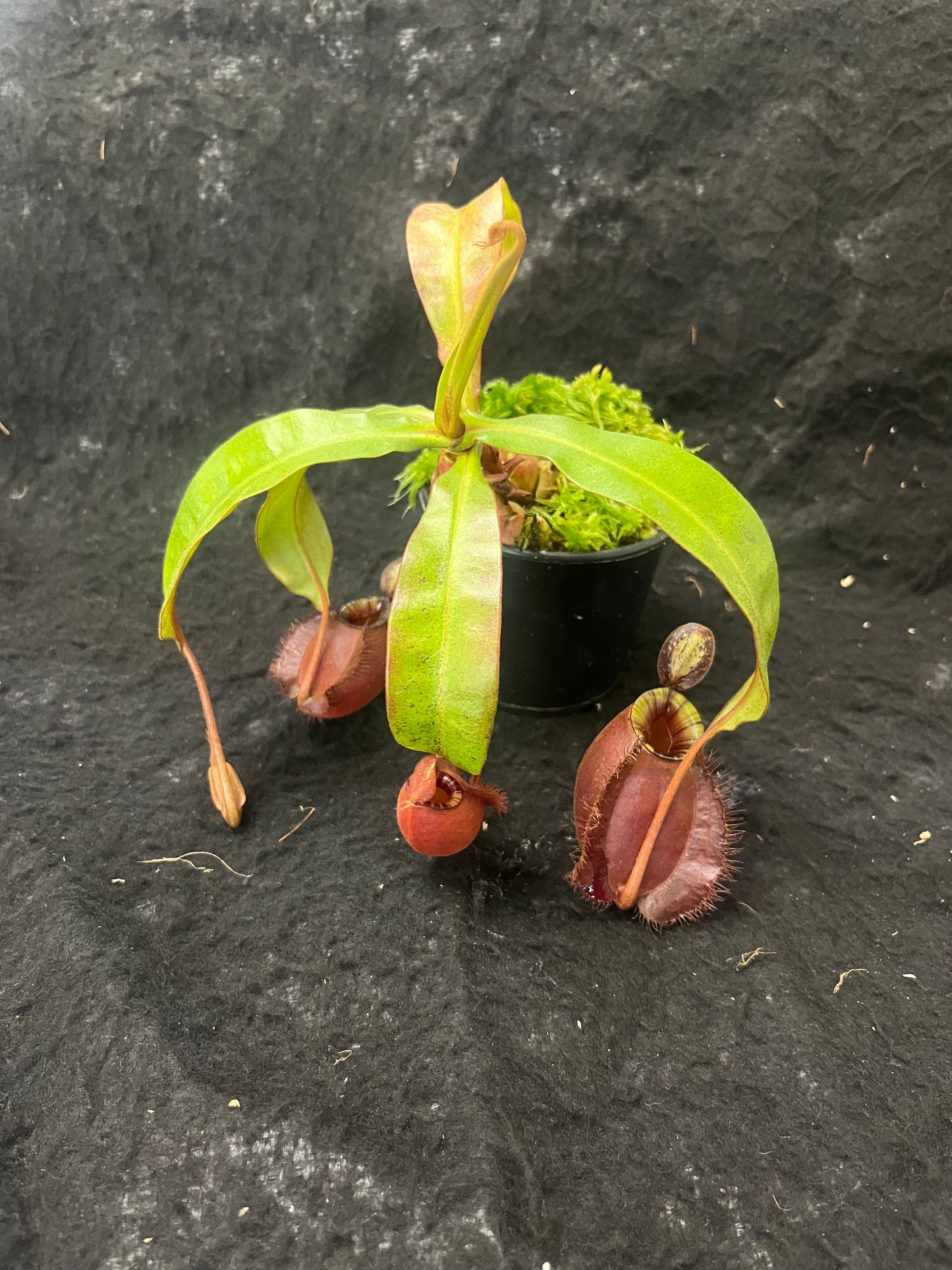 Nepenthes (ampullaria Black Miracle x viking) x (viking x ampullaria Red) SG