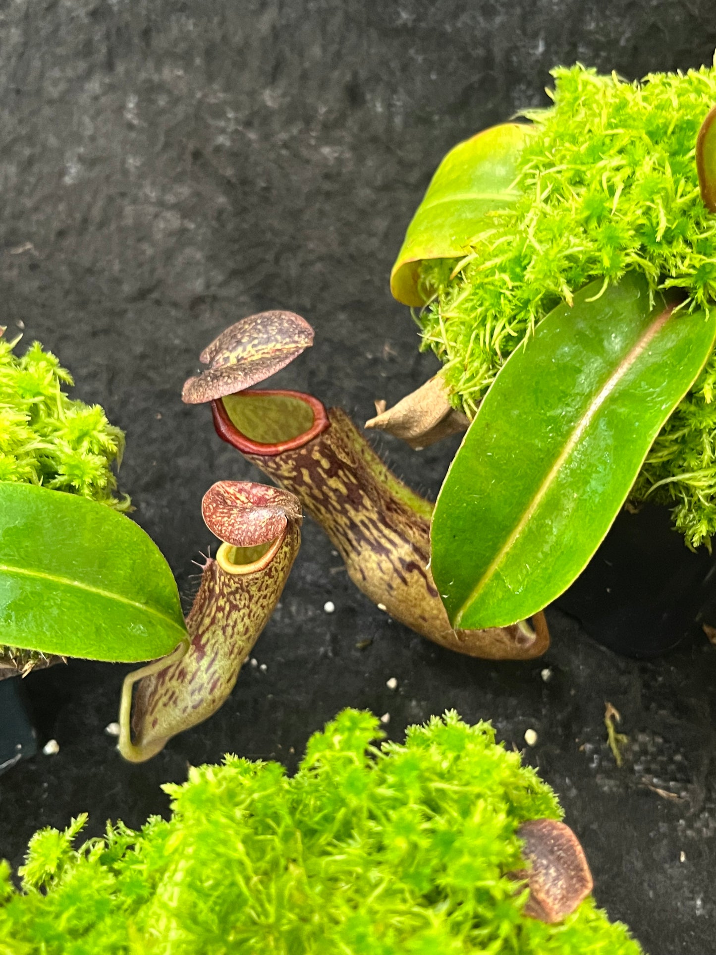 Nepenthes boschiana BE-3643