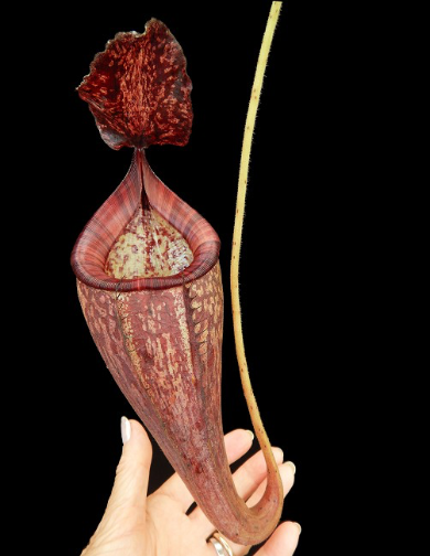 Nepenthes talangensis x glandulifera