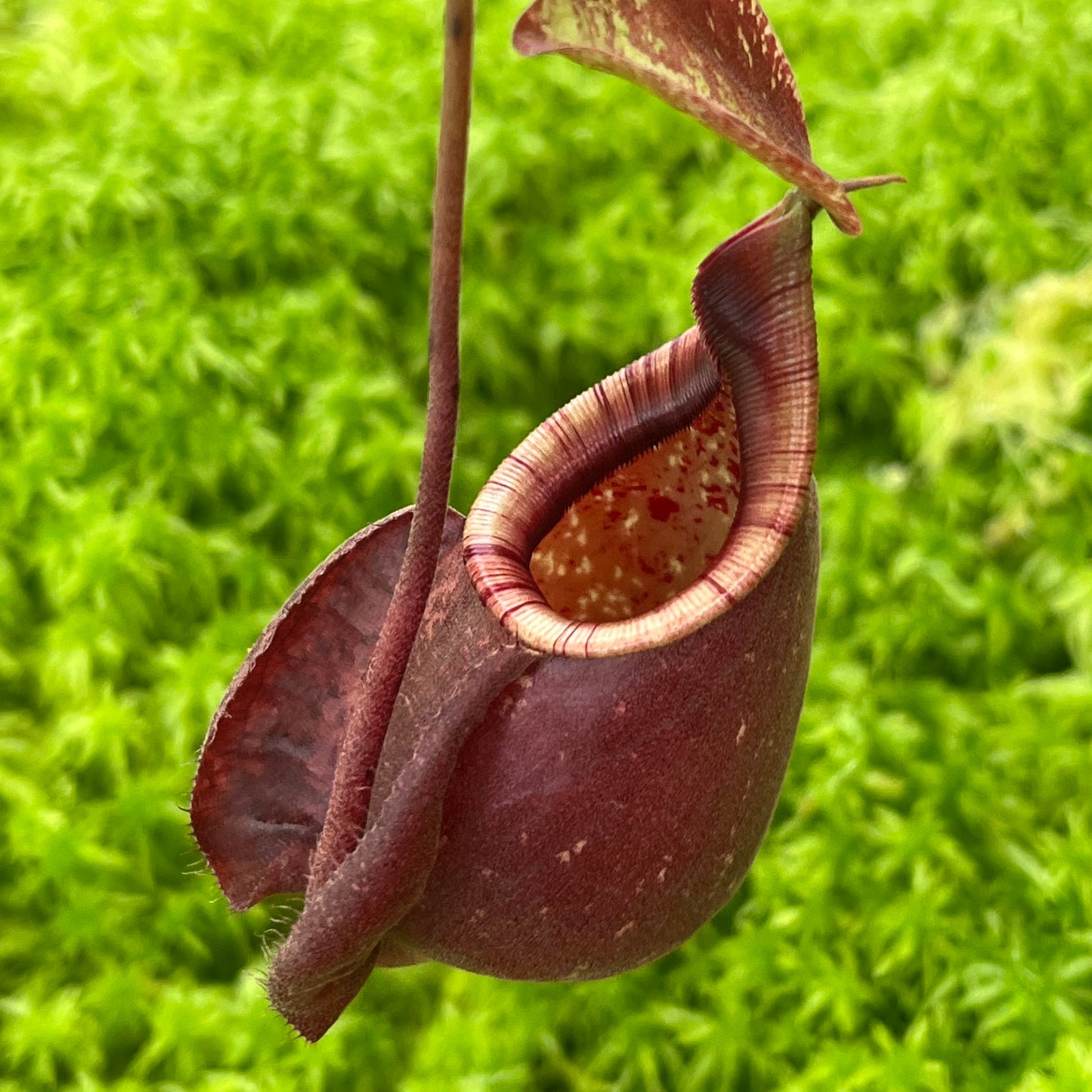 Nepenthes mirabilis var. globosa x rafflesiana SG