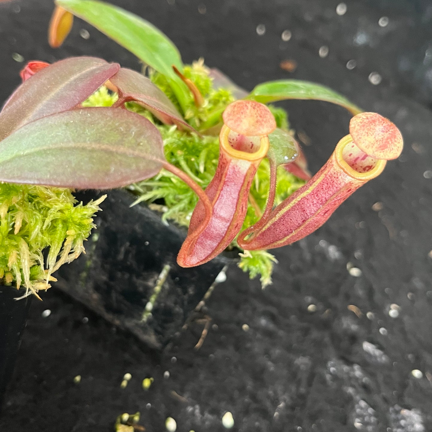 Nepenthes (veitchii x mira) x (burbidgeae x edwardsiana) BE-3992