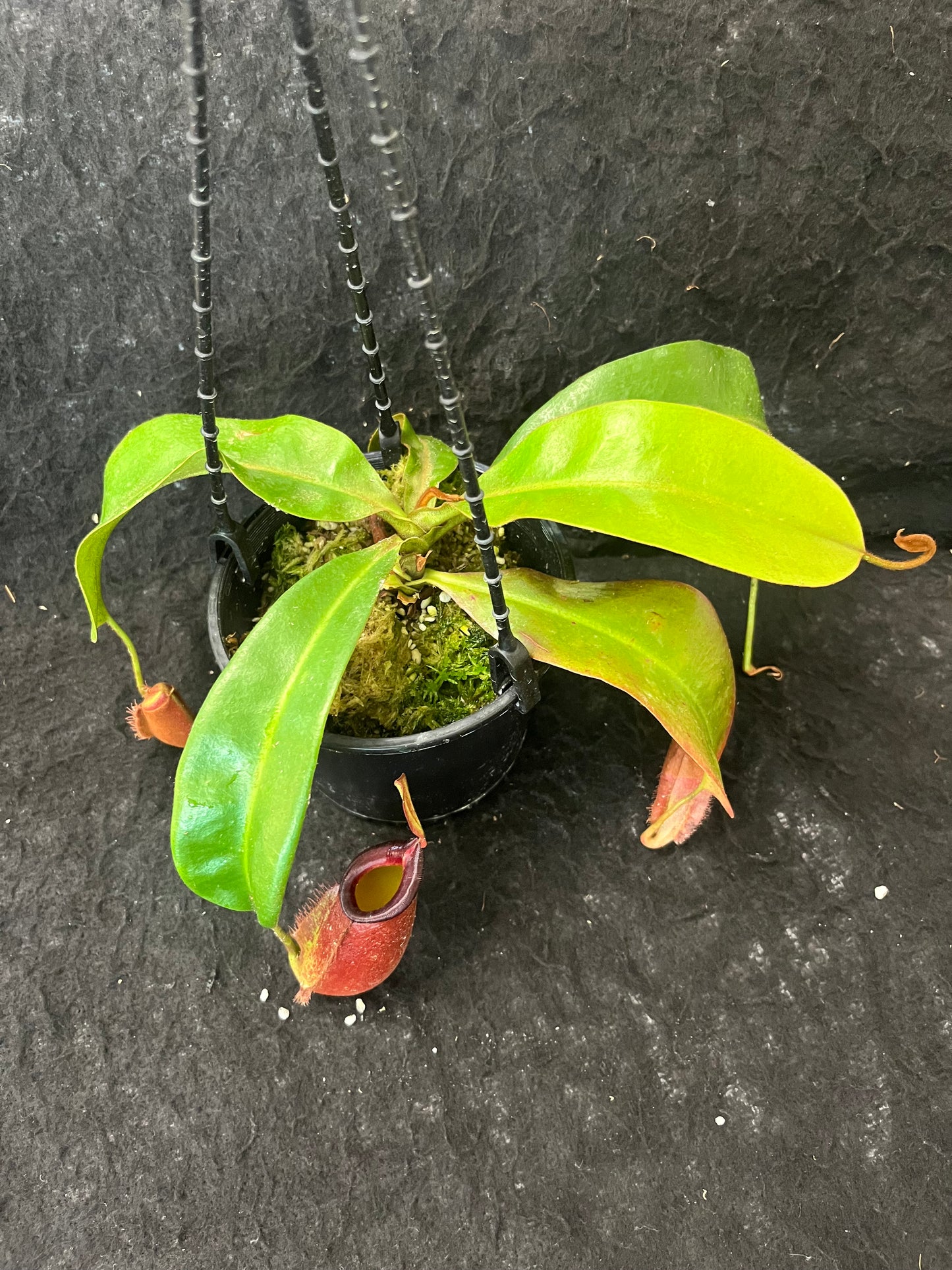 Nepenthes ampullaria x veitchii