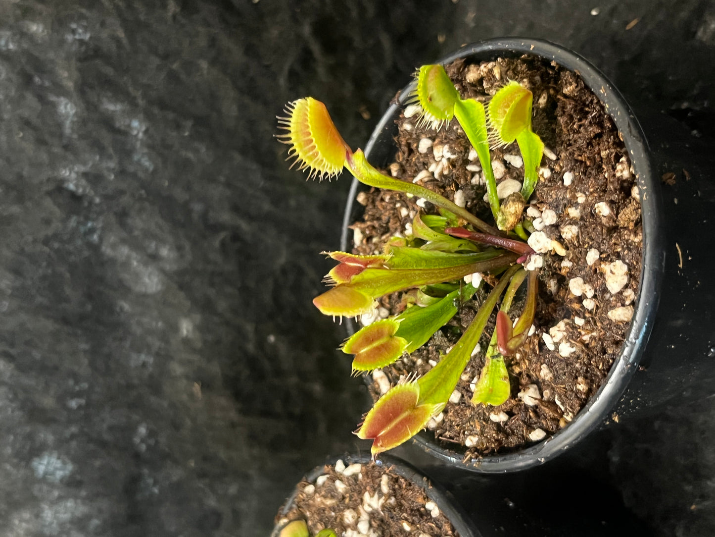 Dionaea muscipula 'Red and fused tooth