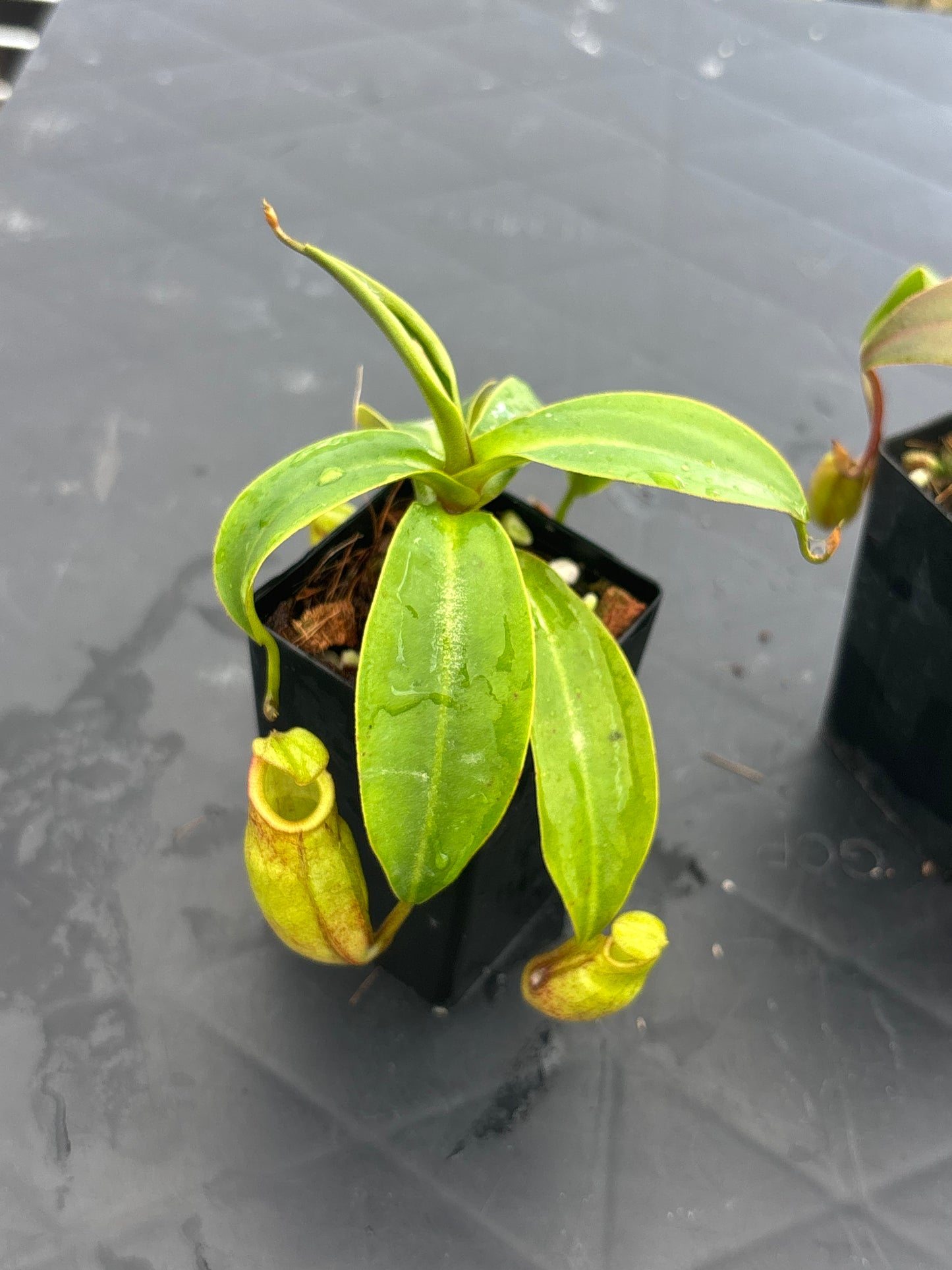 Nepenthes rajah x gymnamphora BE4575