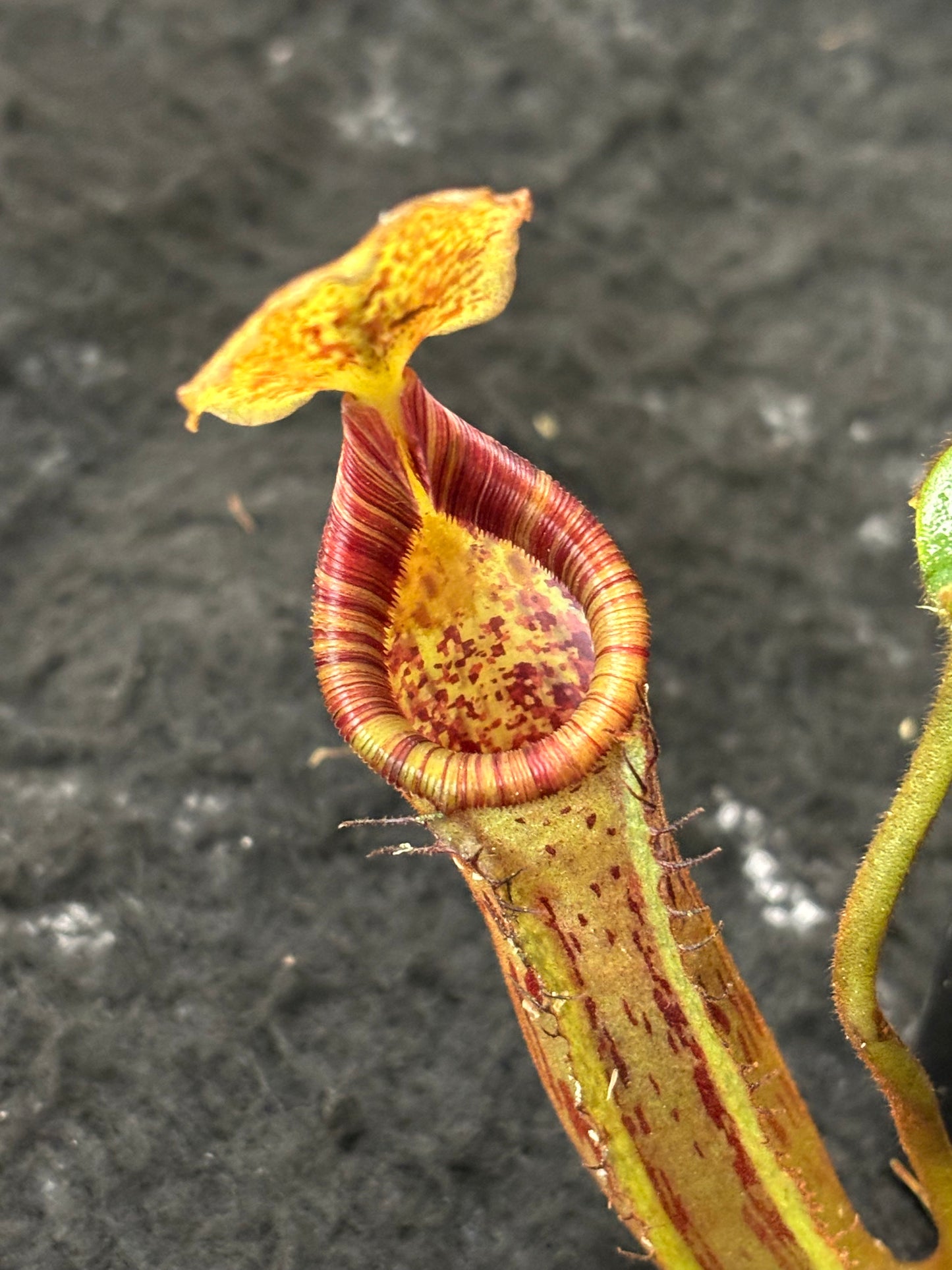 Nepenthes platychila x lowii SG