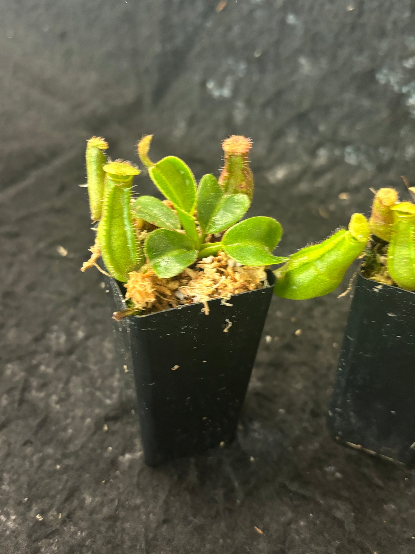 Nepenthes truncata (Mount Pasian)