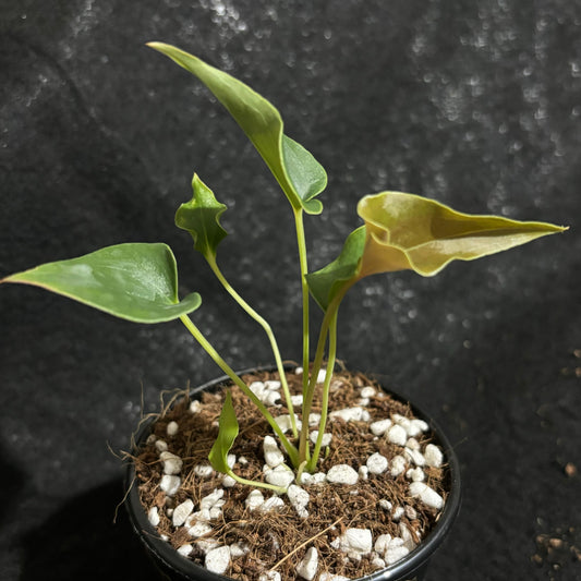 Anthurium ferrierense 'Crisped'