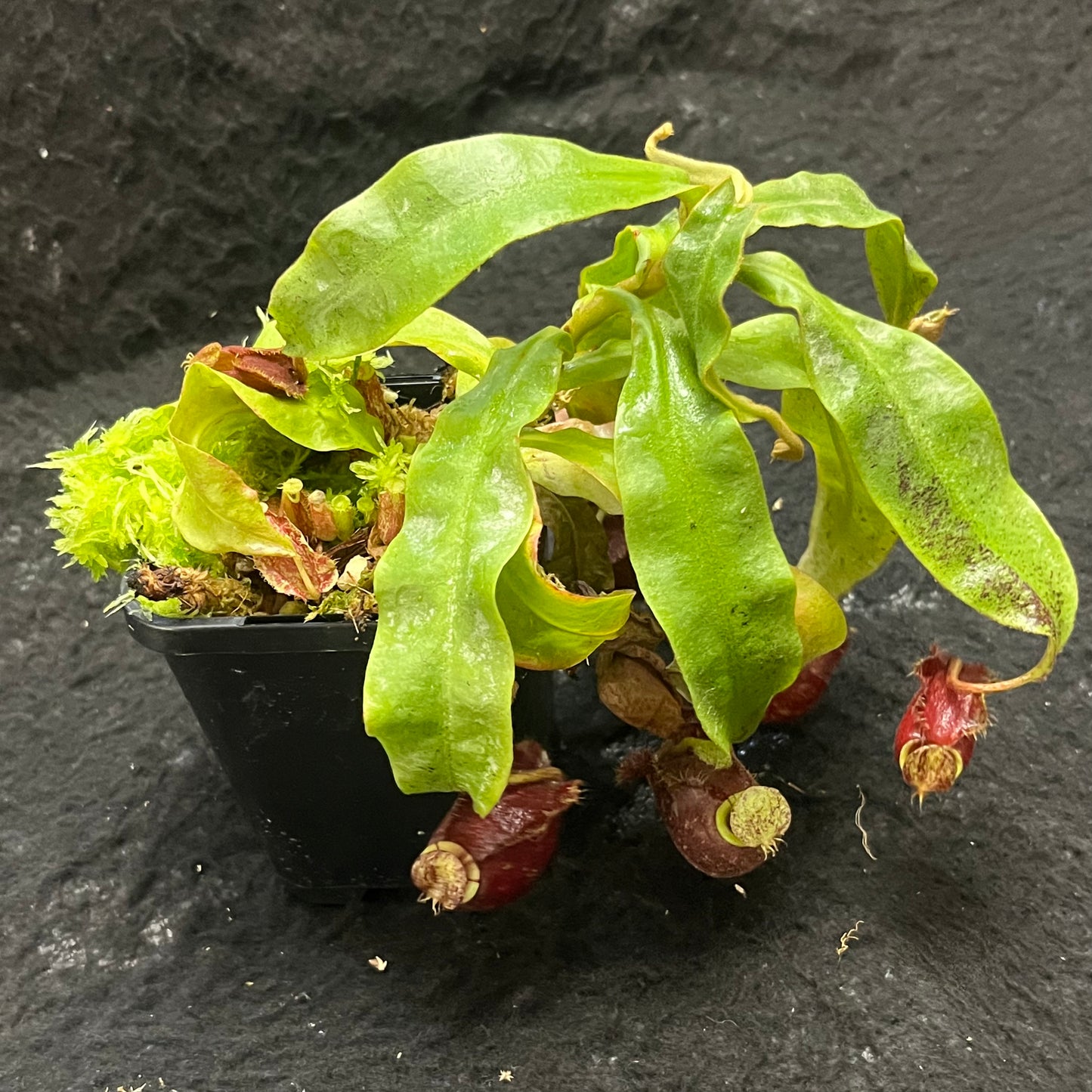 Nepenthes [mirabilis wings x (viking x ampullaria)] x (ampullaria x northiana) SG