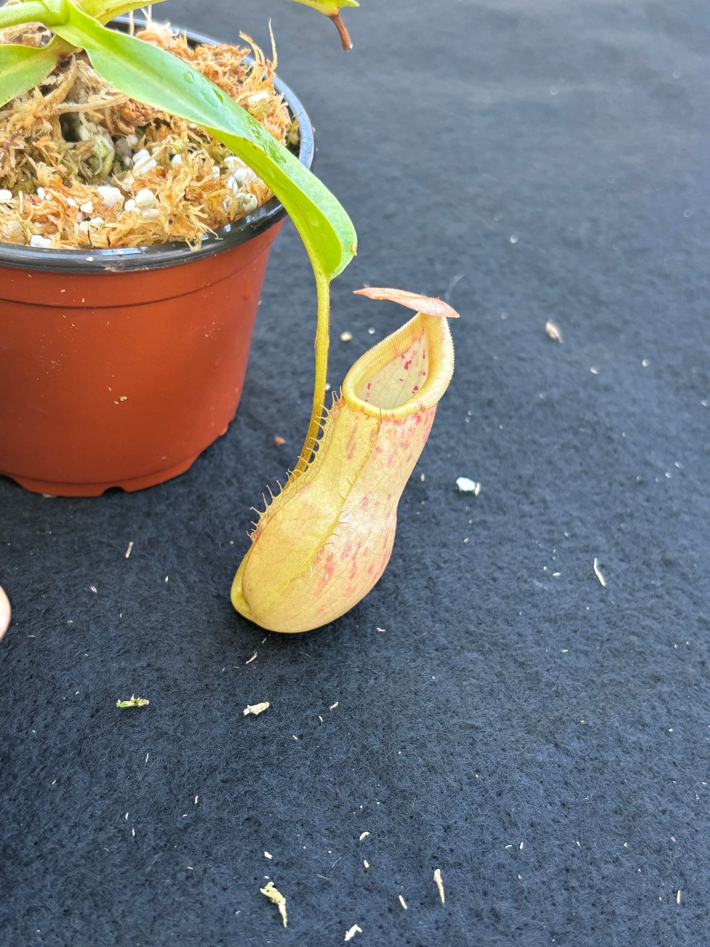 Nepenthes burkei x veitchii BE-4608