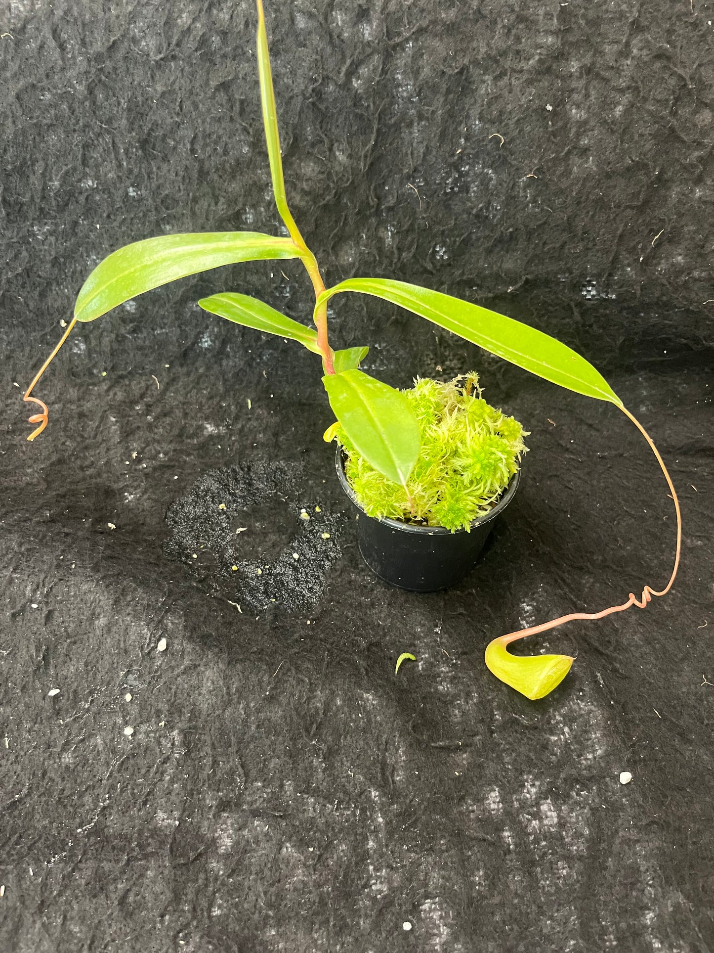 Nepenthes (sibuyanensis x ventricosa) x jacquelineae