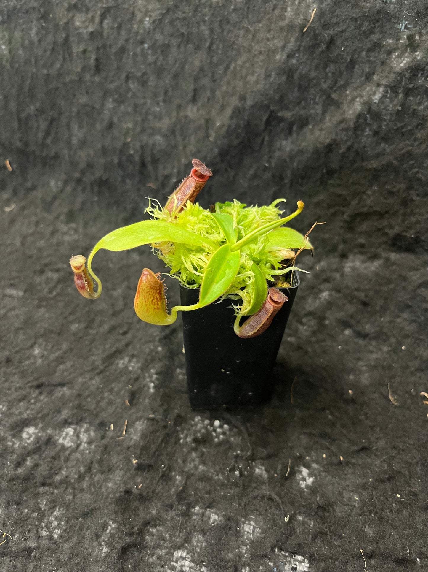 Nepenthes talangensis x glandulifera