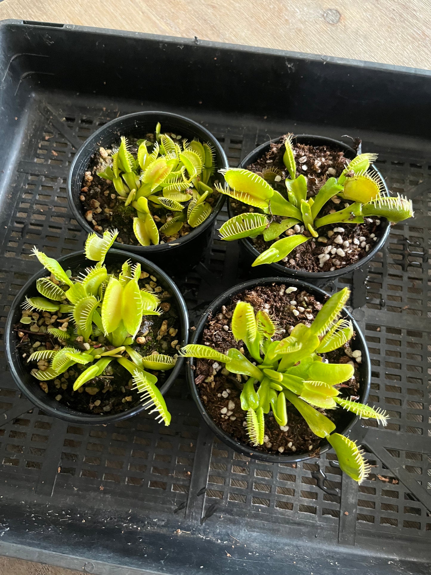 Dionaea muscipula