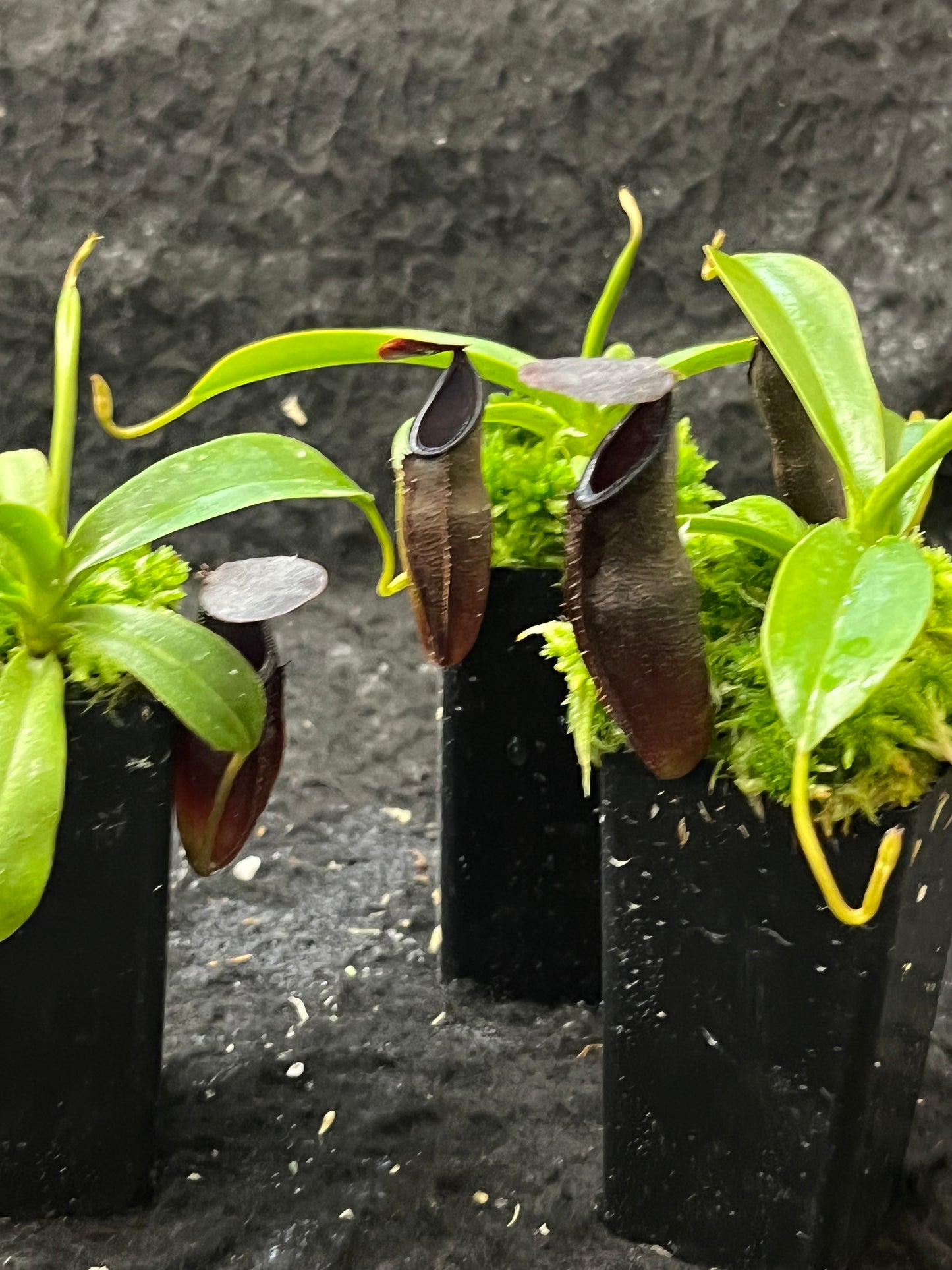 Nepenthes inermis x bongso BE-3897