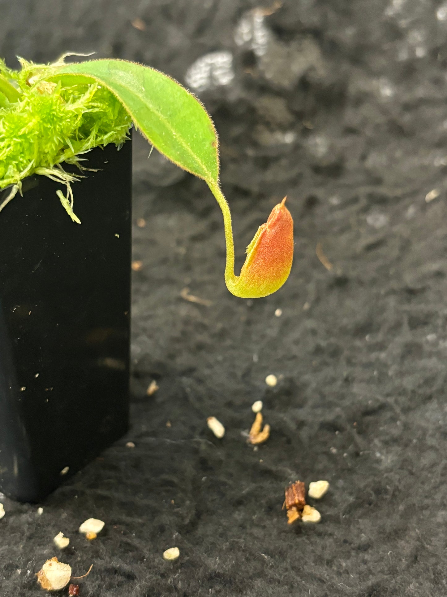 Nepenthes aristolochioides x veitchii