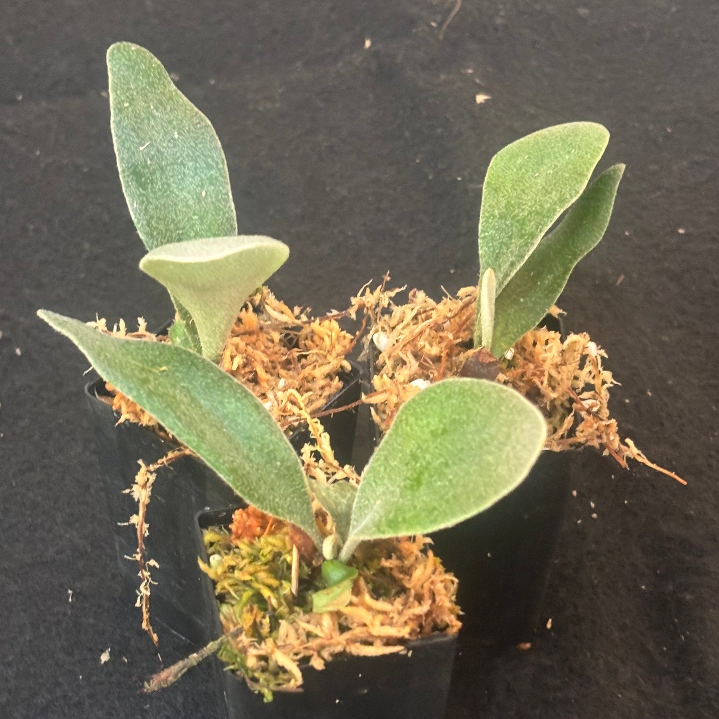 Platycerium Akki