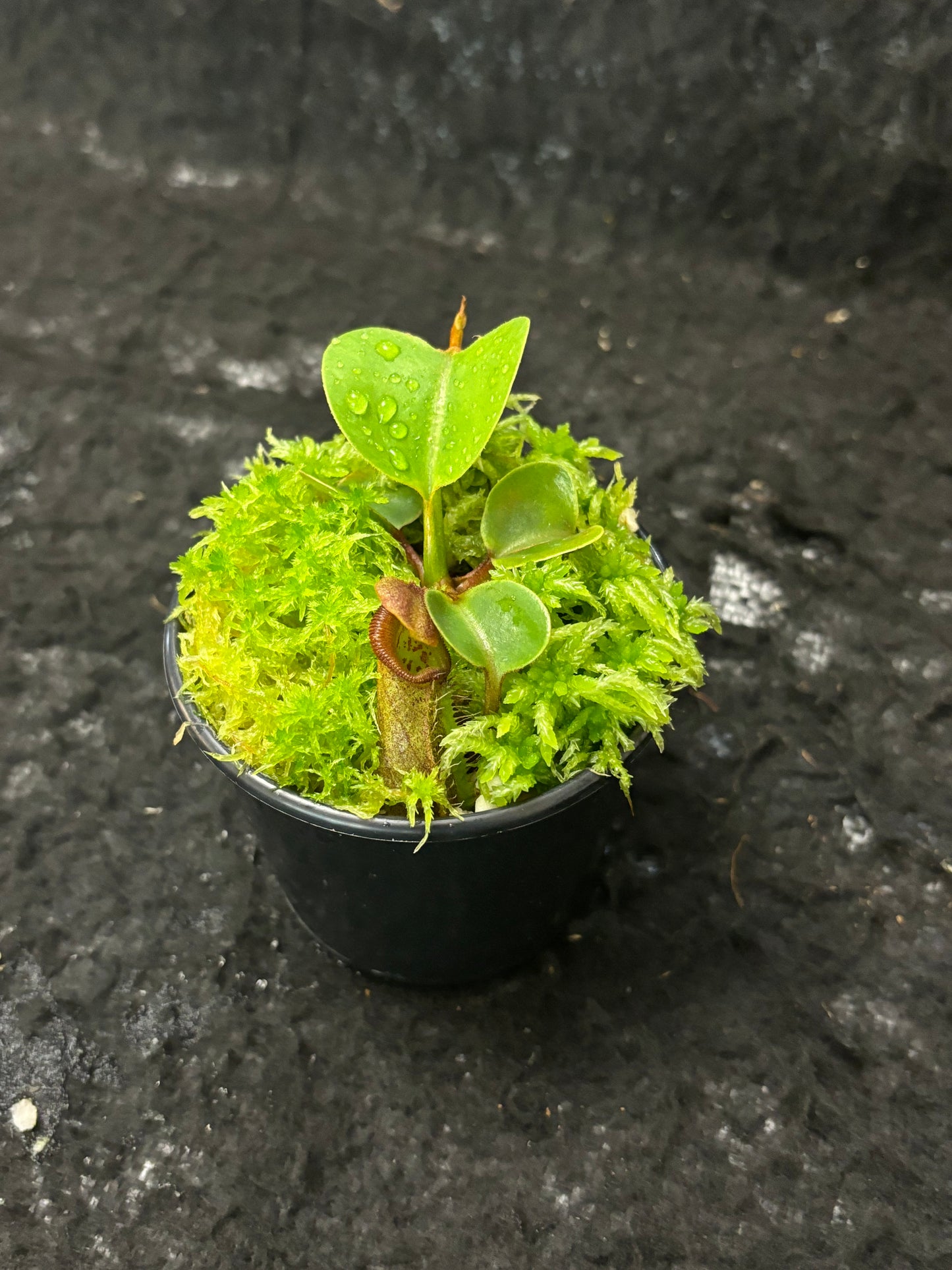 Nepenthes nebularum Mt. Mayo