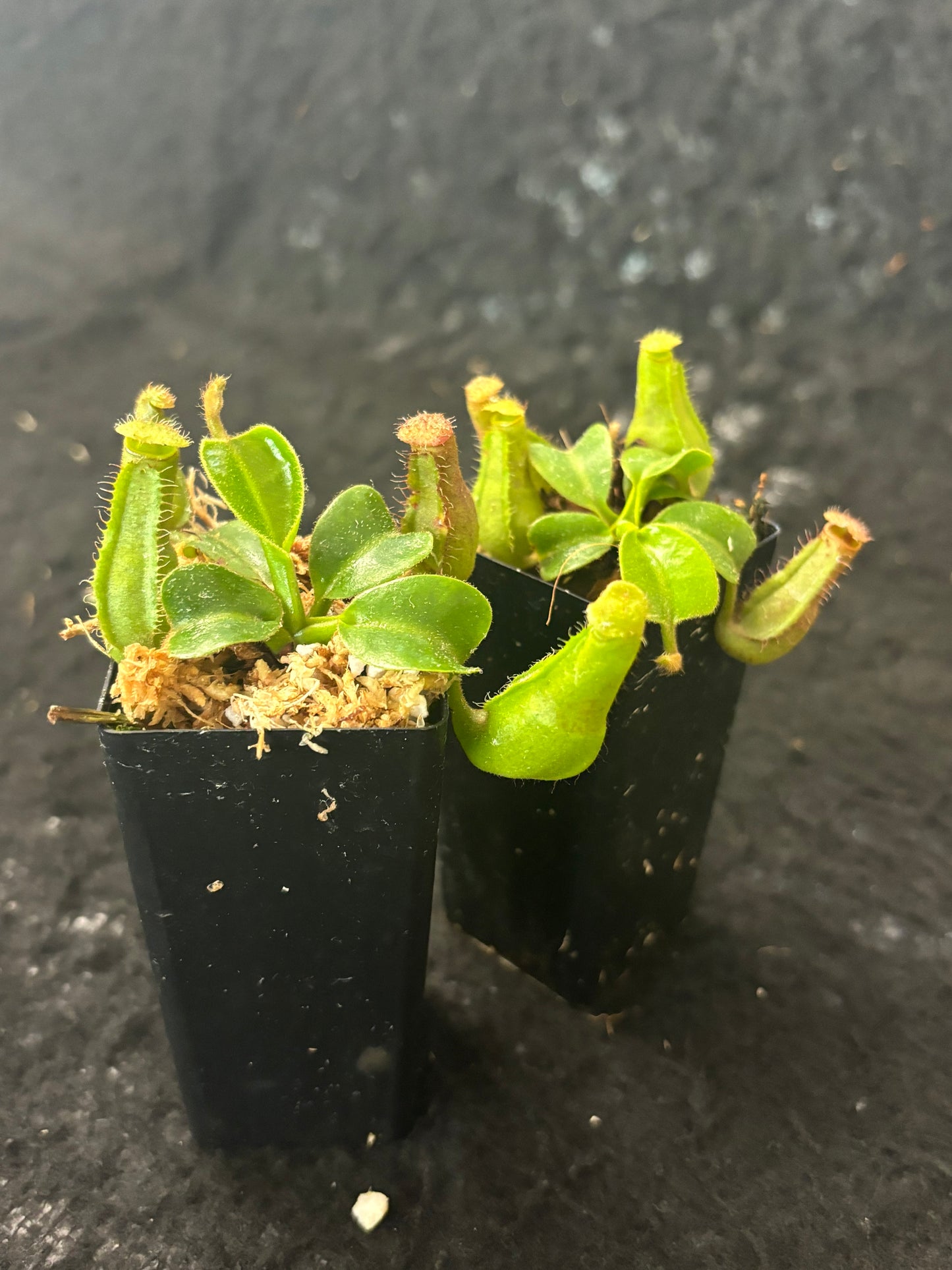 Nepenthes truncata (Mount Pasian)