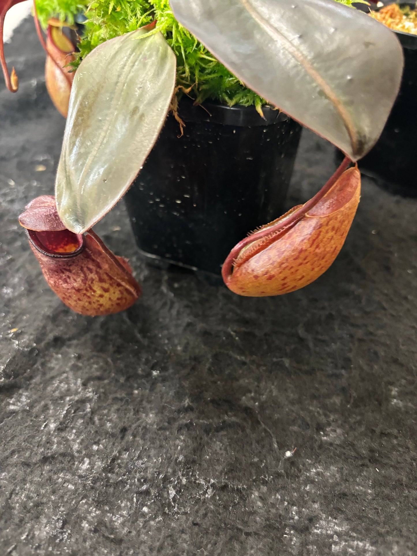 Nepenthes rajah x peltata BE-4510