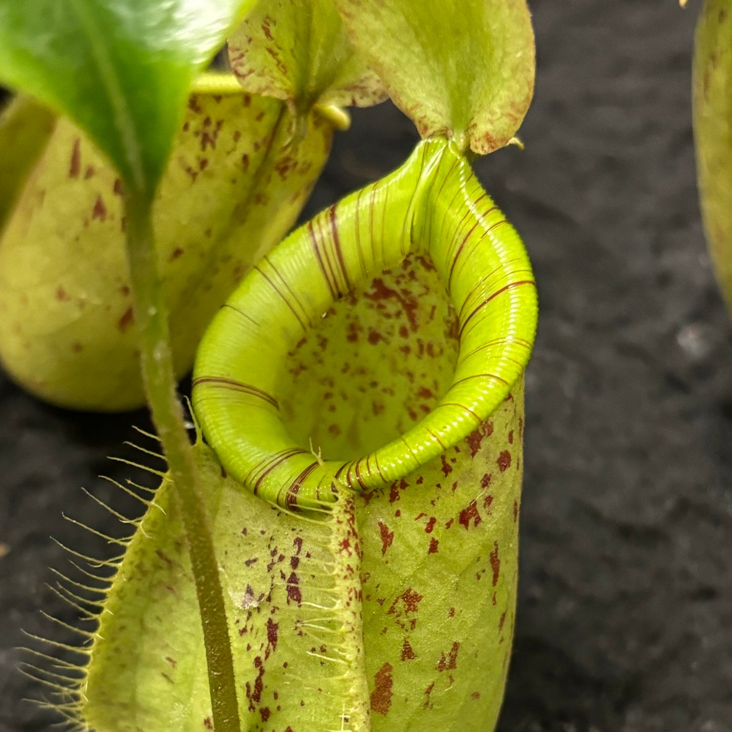 Nepenthes rafflesiana x ampullaria "Susan"