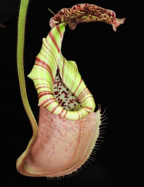 Nepenthes burbidgeae x veitchii BE-3723