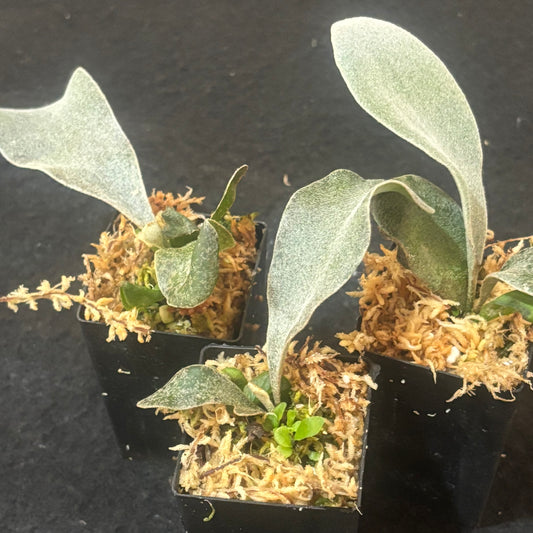 Platycerium Polar Bear