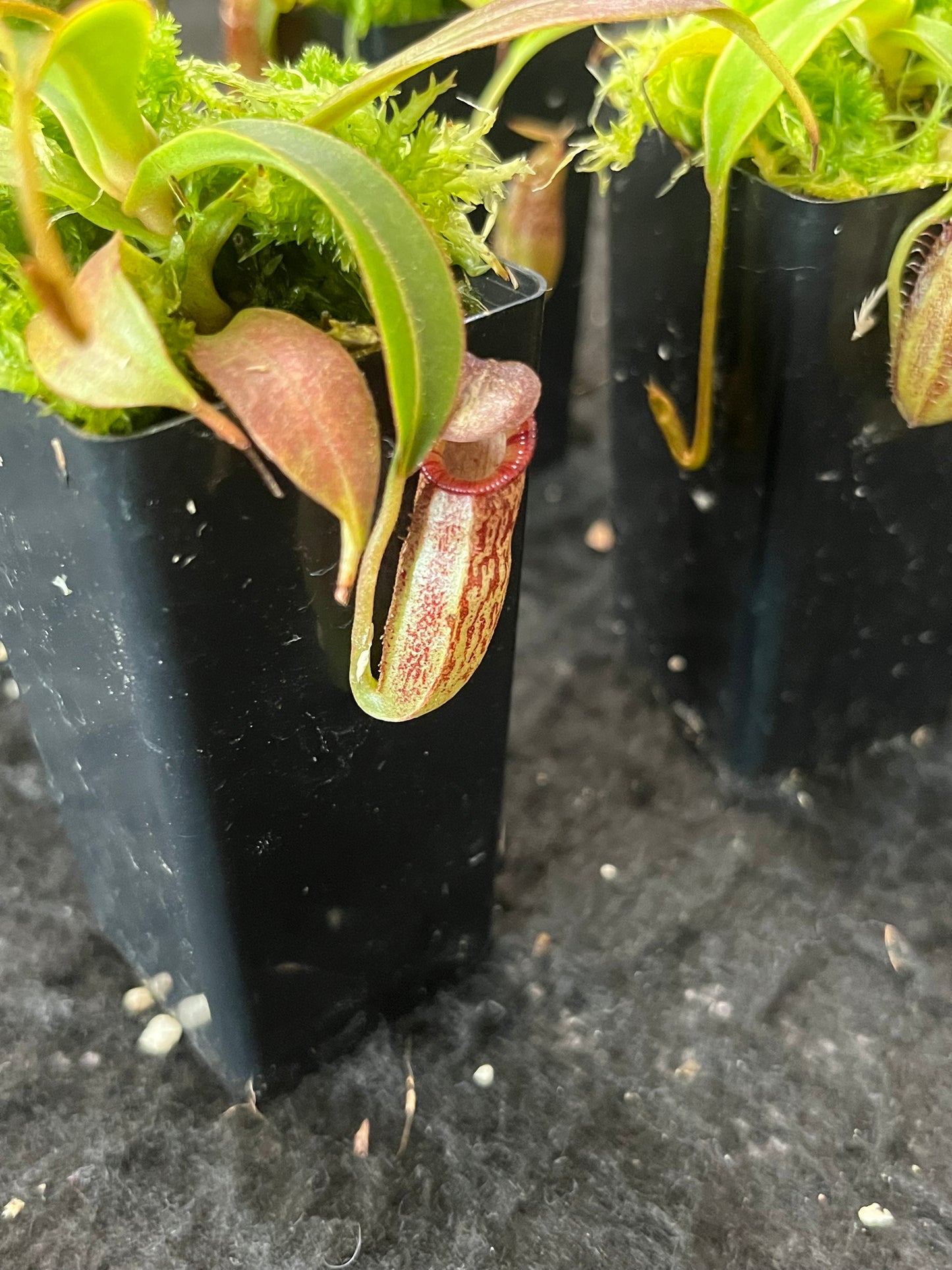 Nepenthes talangensis x spectabilis BE-4063