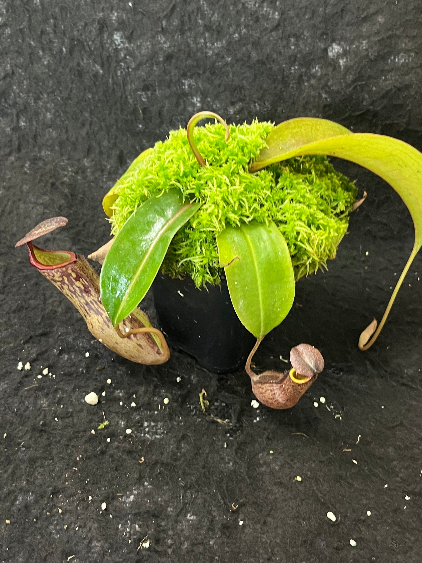 Nepenthes boschiana BE-3643