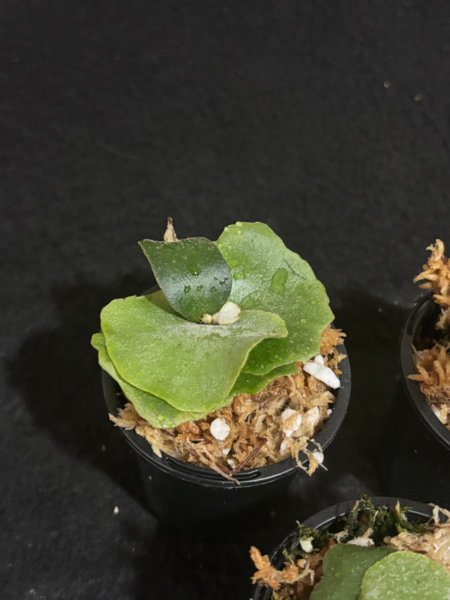 Platycerium OMG
