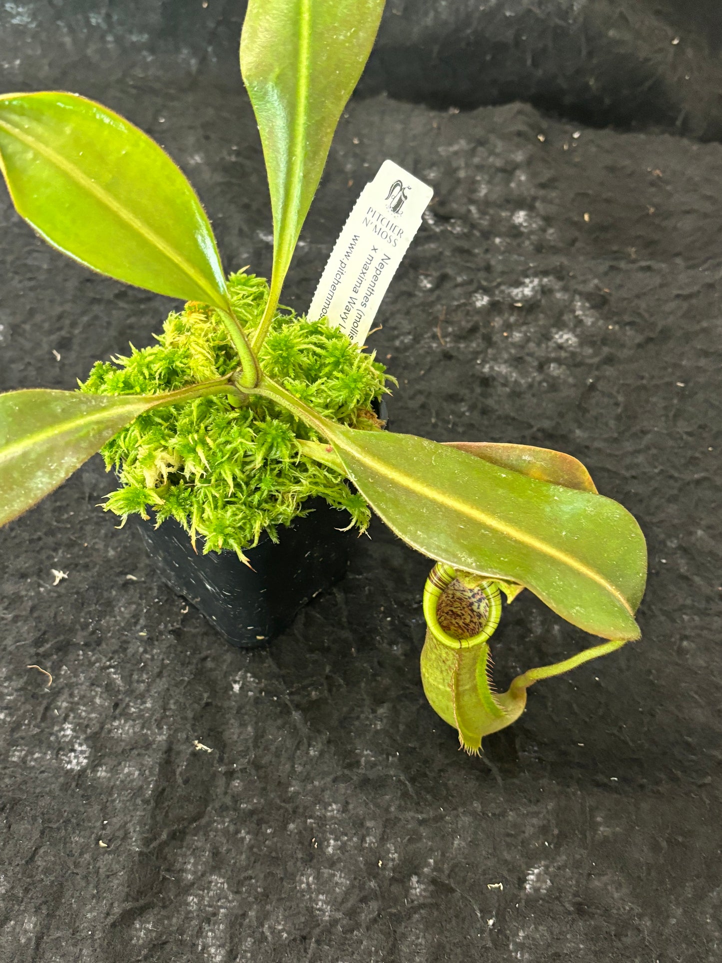 Nepenthes (mollis x veitchii) x maxima Wavy Leaves