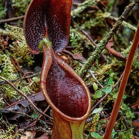 nepenthes ephippiata