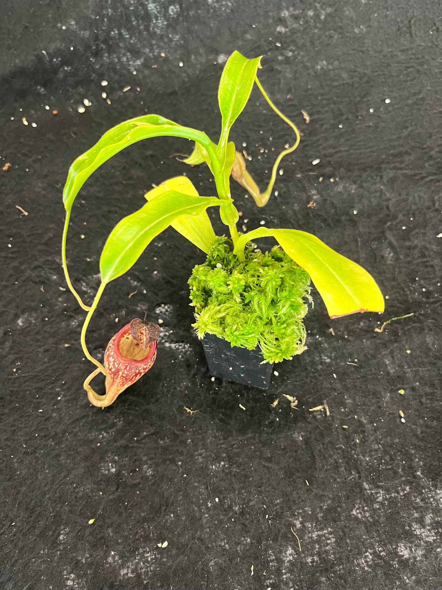 Nepenthes talangensis x maxima