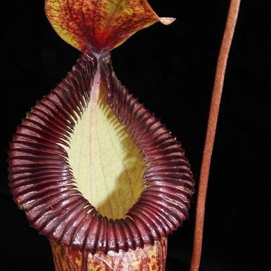 Nepenthes ventricosa x hamata BE-3672