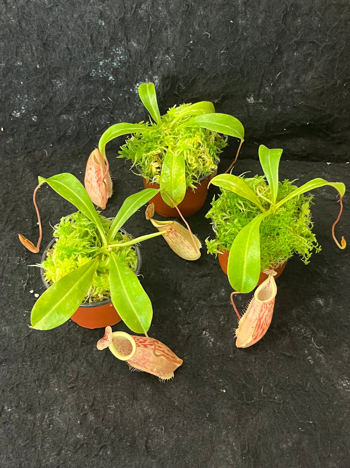 Nepenthes glabrata x veitchii BE 4563