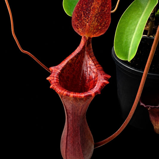 Nepenthes lowii x ventricosa