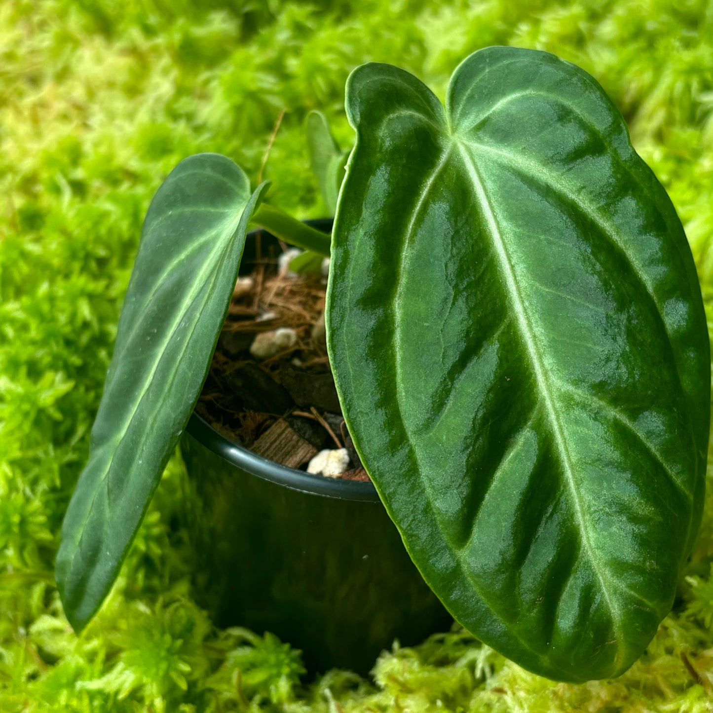 Anthurium villenaorum