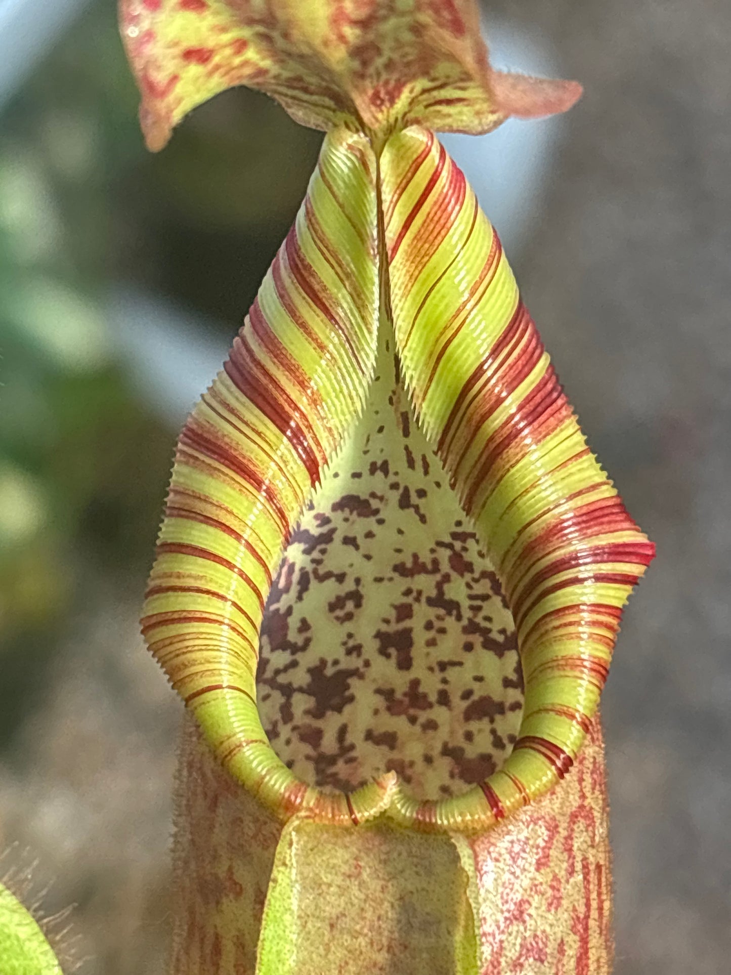 Nepenthes (veitchii x burbidgeae) x veitchii K