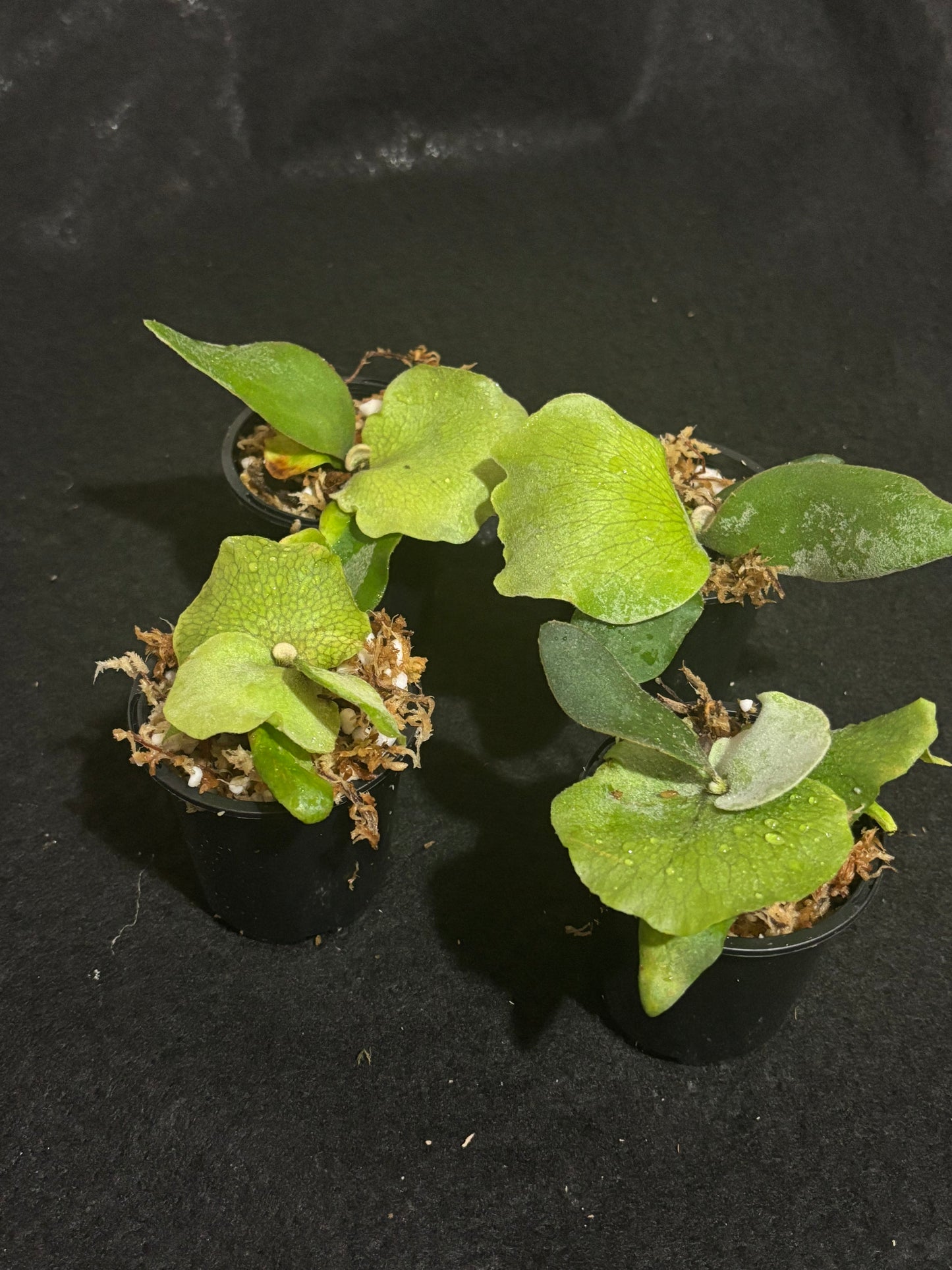 Platycerium Pearl Queen