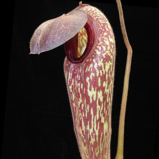 Nepenthes klossii BE-4014
