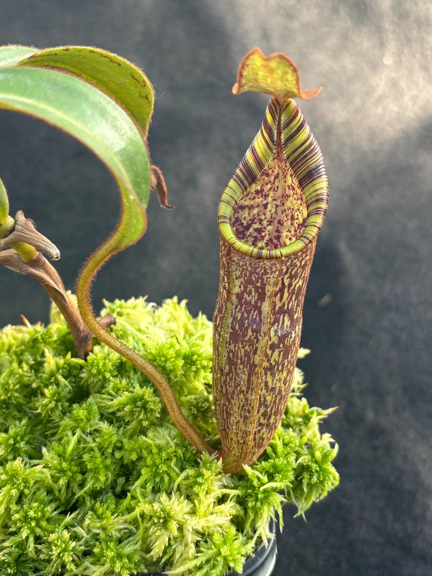 Nepenthes spectabilis x mollis Seed-grown