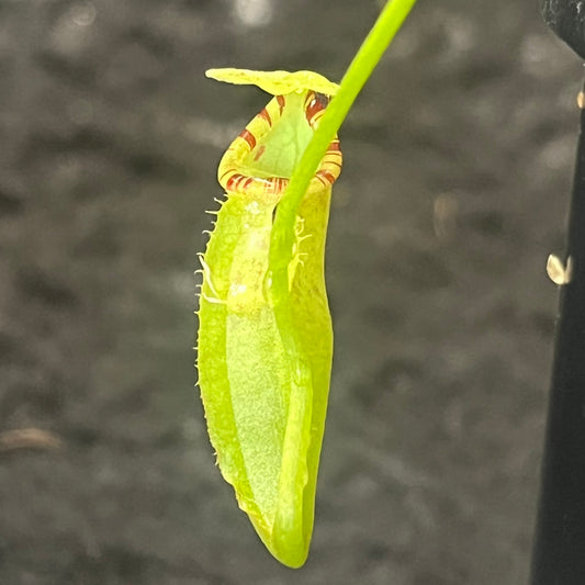 Nepenthes lavicola