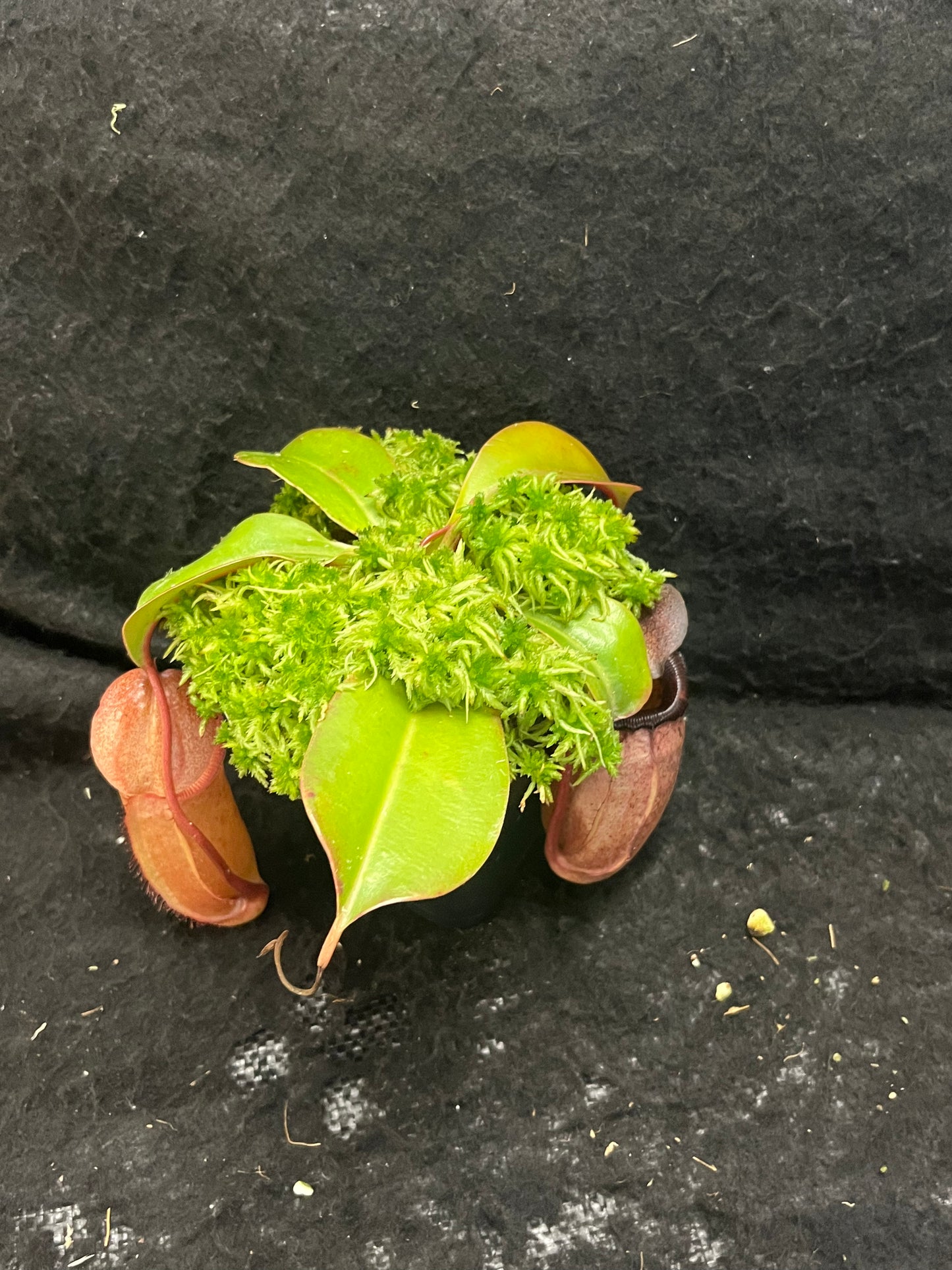 Nepenthes sibuyanensis x robcantleyi BE-3713