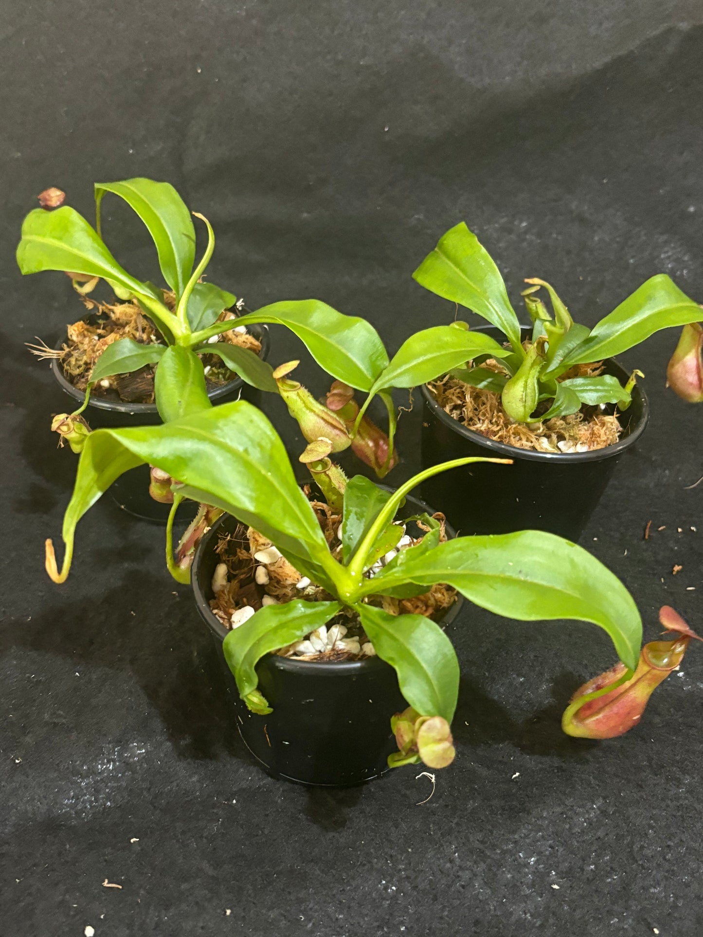 Nepenthes bicalcarata