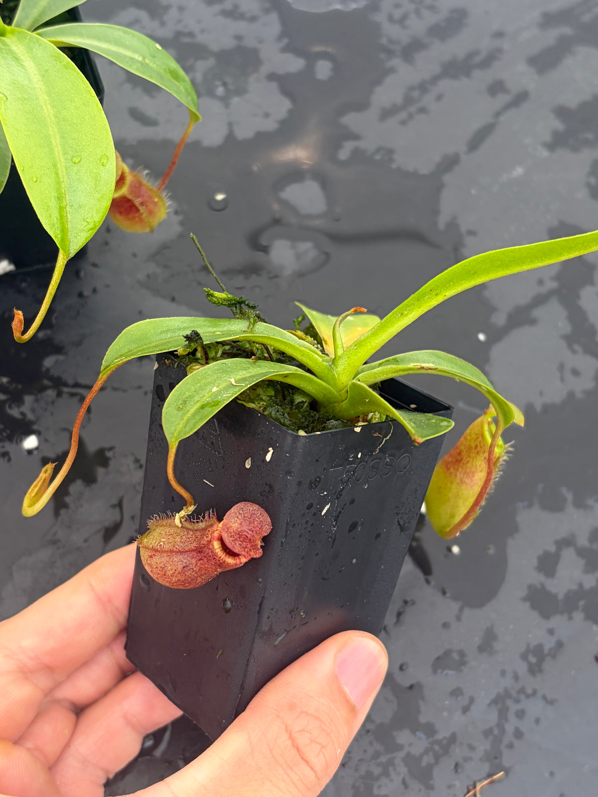 Nepenthes burkei x lowii BE-4669