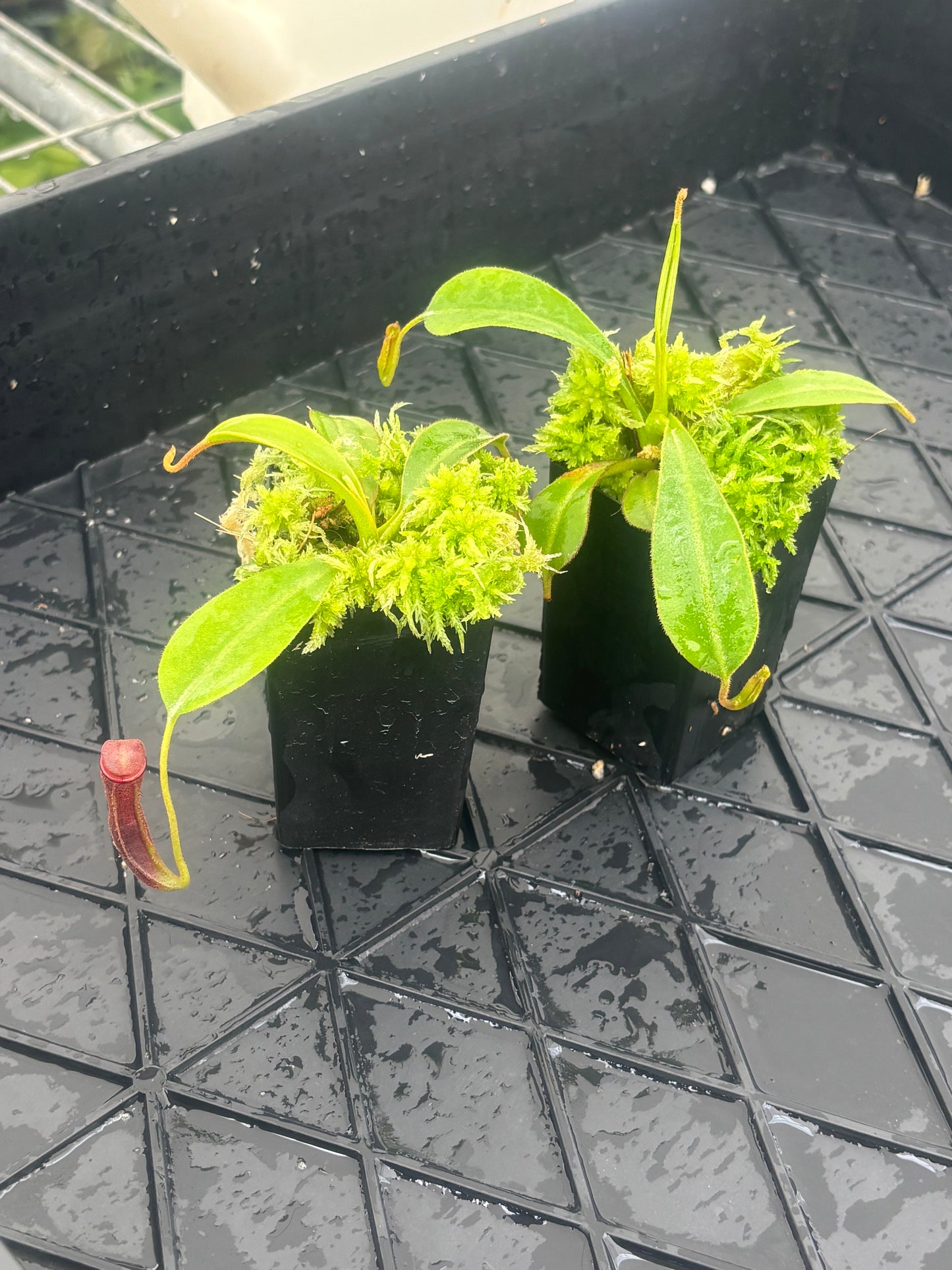 Nepenthes klossii x lowii BE-4634